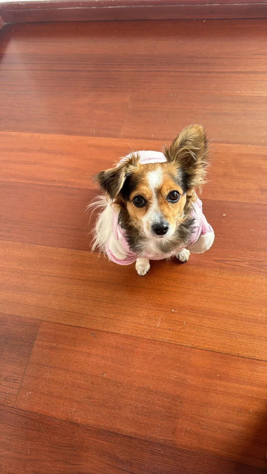 ari