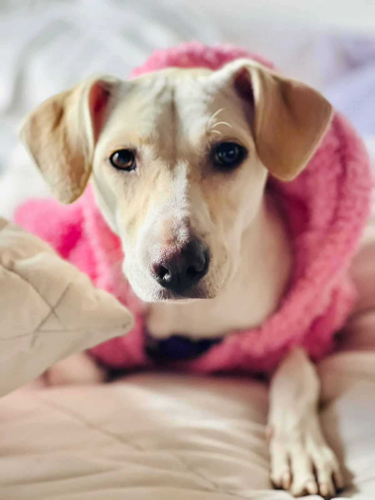 mia
